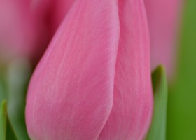 Tulipa Christmas Dream (5)