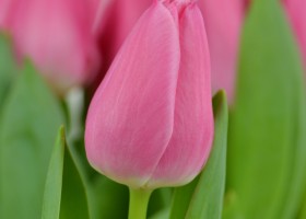 Tulipa Christmas Dream (6)