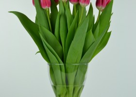 Tulipa Circuit (4)