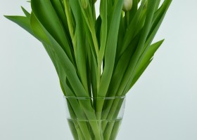 Tulipa Clearwater (1)