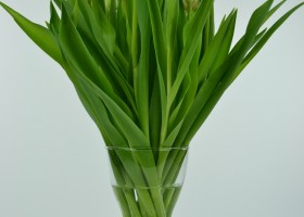 Tulipa Clearwater (2)