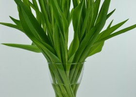 Tulipa Clearwater (3)