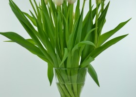 Tulipa Clearwater (4)