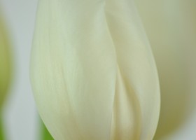Tulipa Clearwater (5)