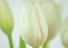 Tulipa Clearwater (6)