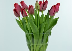 Tulipa Cosmopolitan (1)