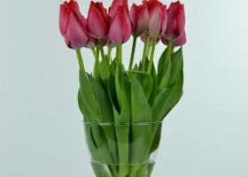 Tulipa Cosmopolitan (2)