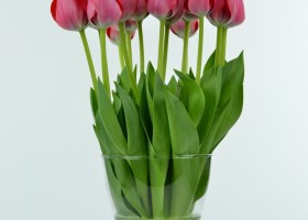 Tulipa Cosmopolitan (3)