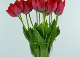 Tulipa Cosmopolitan (4)