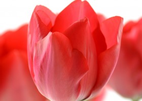 Tulipa Cosmopolitan (5)