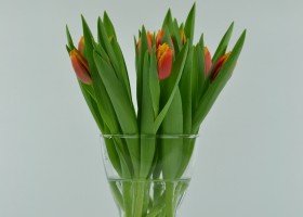 Tulipa Davenport (1)
