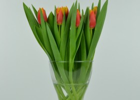 Tulipa Davenport (2)