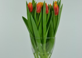 Tulipa Davenport (3)