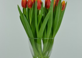 Tulipa Davenport (4)