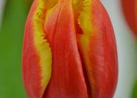 Tulipa Davenport (5)