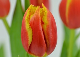 Tulipa Davenport (6)