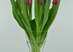 Tulipa Debutante (1)