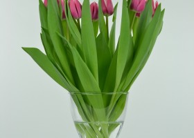 Tulipa Debutante (2)