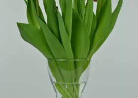 Tulipa Debutante (3)