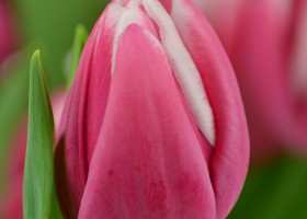 Tulipa Debutante (4)