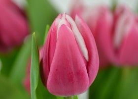 Tulipa Debutante (5)