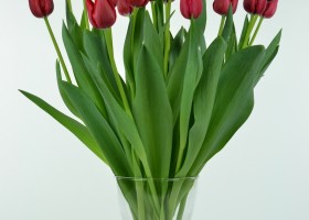 Tulipa Decade (3)