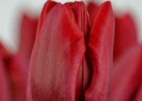 Tulipa Decade (4)