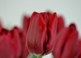Tulipa Decade (5)