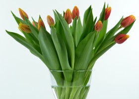 Tulipa Denmark (1)
