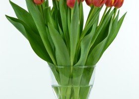 Tulipa Denmark (2)