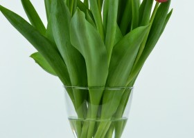 Tulipa Denmark (3)