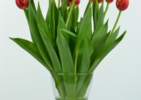 Tulipa Denmark (4)