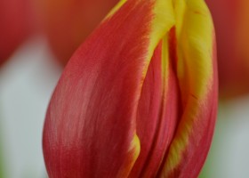 Tulipa Denmark (5)