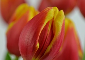 Tulipa Denmark (6)
