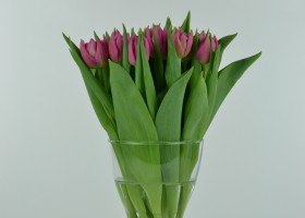 Tulipa Dior (1)