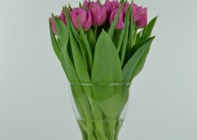 Tulipa Dior (2)