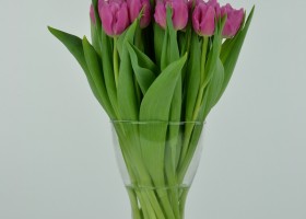 Tulipa Dior (3)