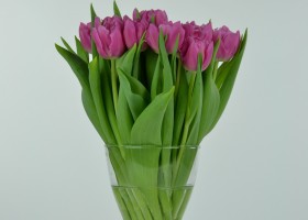 Tulipa Dior (4)