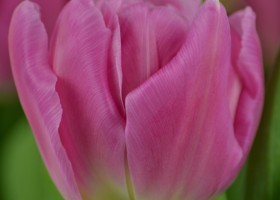 Tulipa Dior (5)