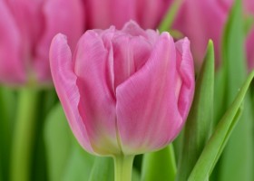 Tulipa Dior (6)