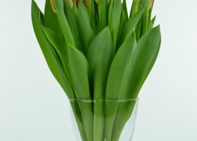 Tulipa Dow Jones (1)