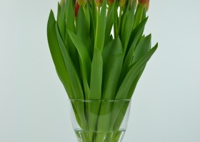 Tulipa Dow Jones (2)