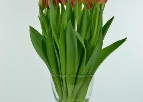 Tulipa Dow Jones (3)