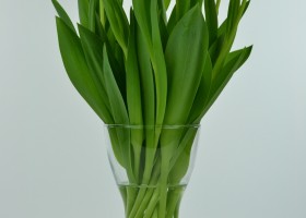 Tulipa Dow Jones (4)