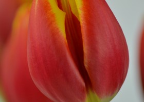 Tulipa Dow Jones (5)