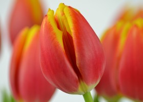 Tulipa Dow Jones (6)