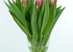 Tulipa Dutch Design (1)