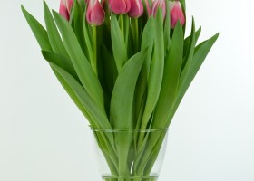 Tulipa Dutch Design (2)