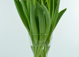 Tulipa Dutch Design (3)