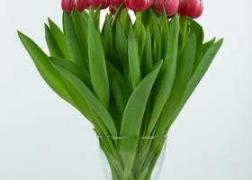 Tulipa Dutch Design (4)